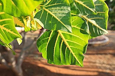 《荒原先驱》未来游戏展新预告2025年发售